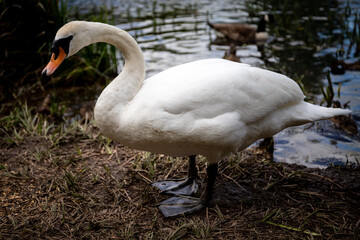 Swan