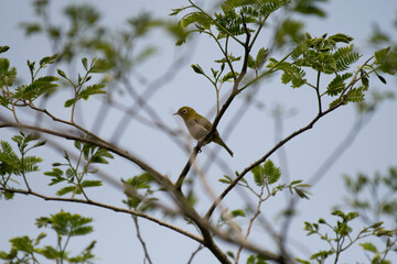 Japanese white-eye perching in Hakone
