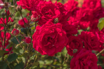 Red rose growing on a green bush