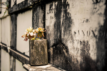 New Orleans, cimitero francese, vecchia tomba con fiori gialli di plastica