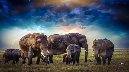 Beautiful Images of African Elephants in Africa with blue sky - Powered by Adobe