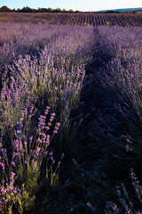 Naklejka na ściany i meble Lavender Field in the summer sunset time