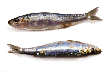 fresh sardines or anchovies on the plate