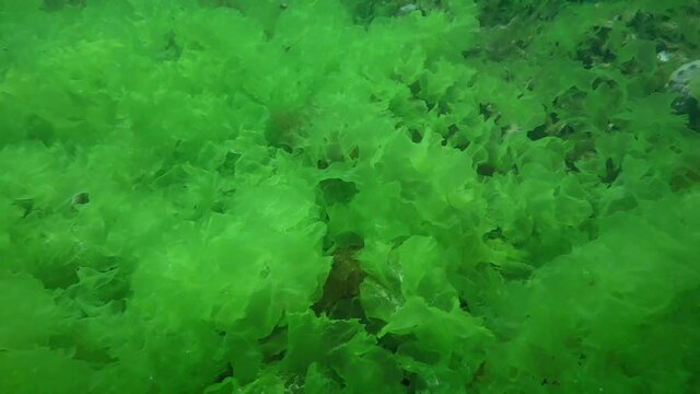Vast thickets of Sea lettuce (Ulva lactuca) on the seabed.
