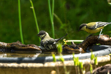 Kohlmeise im Vogelbad