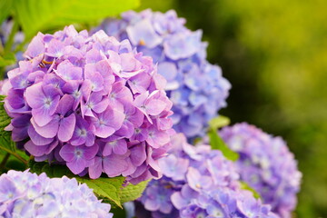田園地帯に咲く鮮やかな紫陽花の花