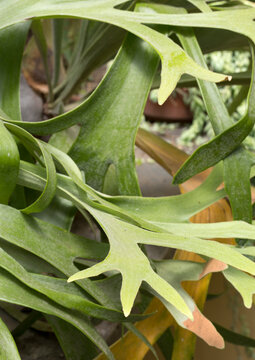 elkhorn fern or common staghorn fern (Platycerium bifurcatum)