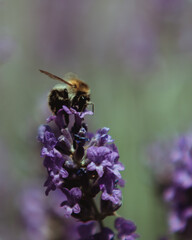 Bumblebee