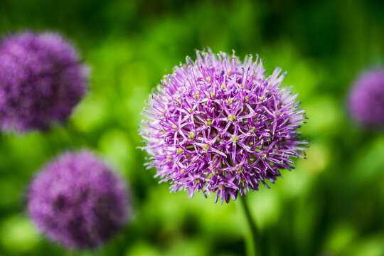 Allium (Allium Giganteum) in the garden. Shallow depth of field.