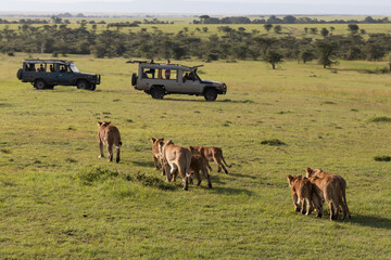 Safari in Kenya. Lion family in Masai Mara Park