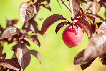 Ciruelo rojo colgando en la rama del árbol