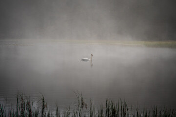 Obraz na płótnie Canvas un cigno nuota sul lago immerso nella nebbia