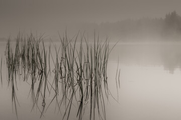 il lago la nebbia e la vegetazione che esce dall'acqua