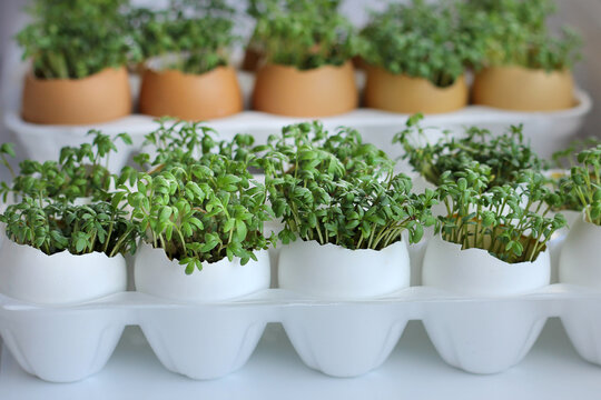 Cress Seedling In An Egg. Planting Seedlings In Eggshells And Growing Useful Micro-greenery At Home