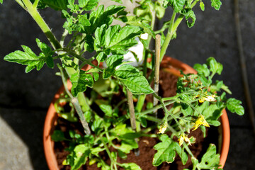 junge Tomatenpflanze im Topf, Selbstversorger mit Tomaten, Tomatenzucht im Topf auf Balkon und Terrasse, Anzucht von Tomaten