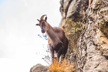 Mountain goat on the rocks. Nepal