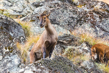 Mountain goat on the rocks. Nepal