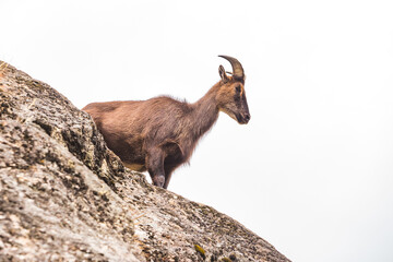Mountain goat on the rocks. Nepal