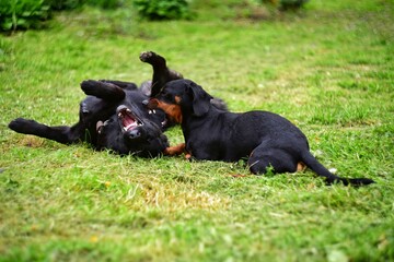 two dogs play with each other on the green grass