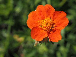 Geum coccineum, dwarf orange avens or red avens, is a plant in the rose family, Rosaceae. Beautiful orange flowers in a garden in summer.