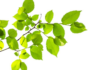 Fototapeta premium twig of elm tree with fresh green leaves illuminated by sun cutout on white background