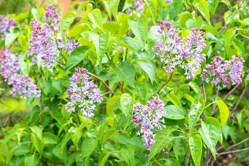 spring in city - flowering Common Lilac bush near urban house (focus on blossoms on foreground)