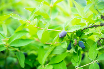 Ripe honeysuckle berries on the bush. Selective focus. Shallow depth of field.

