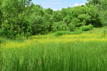 Green meadow with yellow flowers. In the background, a broad-leaved forest.