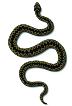 Viper snake vector logo.
