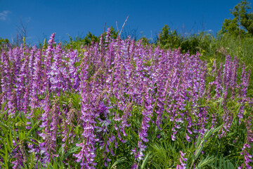 summer, day, nature, landscape, walk, overgrown, slopes, grass, lilac, flowers, mouse, peas, trees,...