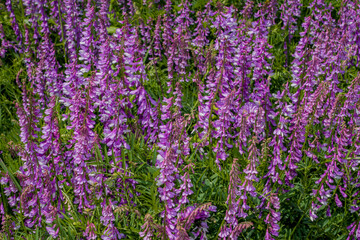 Obraz premium summer, day, nature, landscape, walk, overgrown, slopes, various grasses, lilac, flowers, mouse, peas, growth, light, shadow, bright, colors, inflorescences, stems, green, foliage, beauty, flora