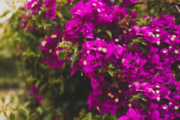 Closeup view on purple bougainvillea flowers, toned photo, place for text