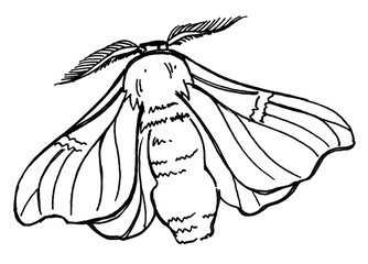 Hand draw illustration butterfly silkworm. Pattern for textil, wedding, beautiful background.