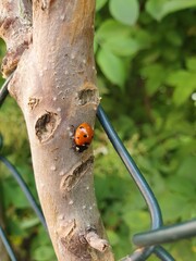 coccinella su un ramo