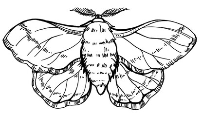 Hand draw illustration butterfly silkworm. Pattern for textil, wedding, beautiful background.