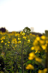 Yellow flower heads with buds shot with selective focus at sunset