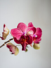 Orchidée Rouge