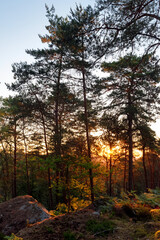 Sunrise onthe hill of  Fontainebleau forest