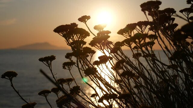 sunset over Ischia and Procida seen from Sorrento coast with flowers in the foreground. Naples, Campania, Italy