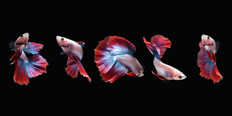 Photo collage of betta siamese fighting fish (halfmoon rosetail marble grizzle in red blue fin color) isolated on black color background