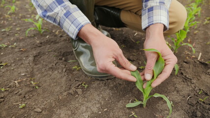 Close-up hands of an agronomist inspecting the leaves of young sprouts of corn in the field