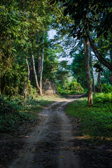 Dirt road surrounded by trees and grassland in Kaziranga National Park, India.
