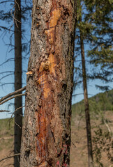 close-up of broken tree bark