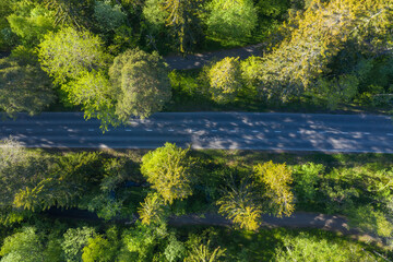 Aerial view of a road in forest in summer