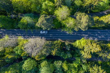 Aerial view of a road in forest in summer