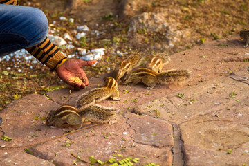 Chipmunk feeding, Agra, India