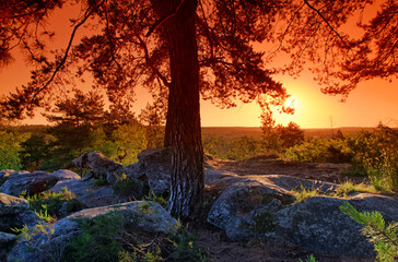 Sunrise on la bombarde view in the Fontainebleau forest