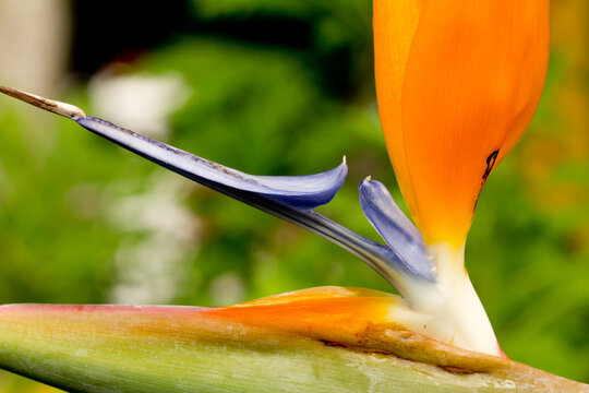 Ave del para&iacute;so , flor tropical (Strelitzia reginae),   en la isla de Madeira, Portugal.