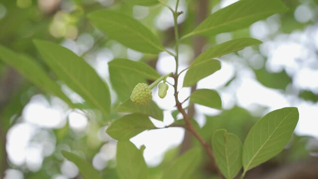 mini custard apple and flower leaf