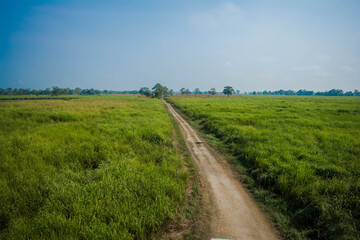 Dirt road surrounded by trees and grassland in Kaziranga National Park, India.
